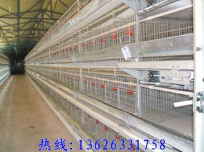 鸡笼厂选购指南 价格、样式与工程机械设备研发趋势